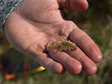 Загрузить изображение в средство просмотра галереи, Съедобные приманки Delphin B! Stinx NYMPHA lure (20pcs)