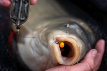 Загрузить изображение в средство просмотра галереи, Прикормка CARP PRO 2 kg + Бойлы BENZAR 250 gr.