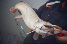 Încărca imaginea în galeria, Twistere comestibile SELECT Freek 3.3"