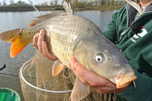 Загрузить изображение в средство просмотра галереи, Крючки ENERGOFISH Excalibur Big Corn BN