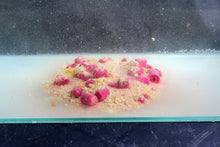 Загрузить изображение в средство просмотра галереи, Натуральный клей для шаров CARP EXPERT Sticky Grain