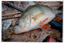 Загрузить изображение в средство просмотра галереи, Съедобные приманки SELECT Fetish 2'