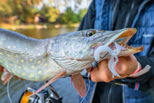 Încărca imaginea în galeria, Twistere comestibile SELECT Kraken 1.8" 7pcs